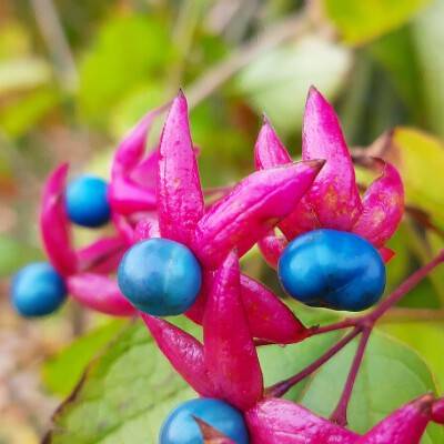 Clerodendrum trichotomum (2)